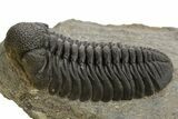Detailed Morocops Trilobite - Ofaten, Morocco #325884-1